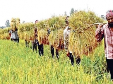 Bangladesh: 10 to 15 lakh tonne rice to be exported 